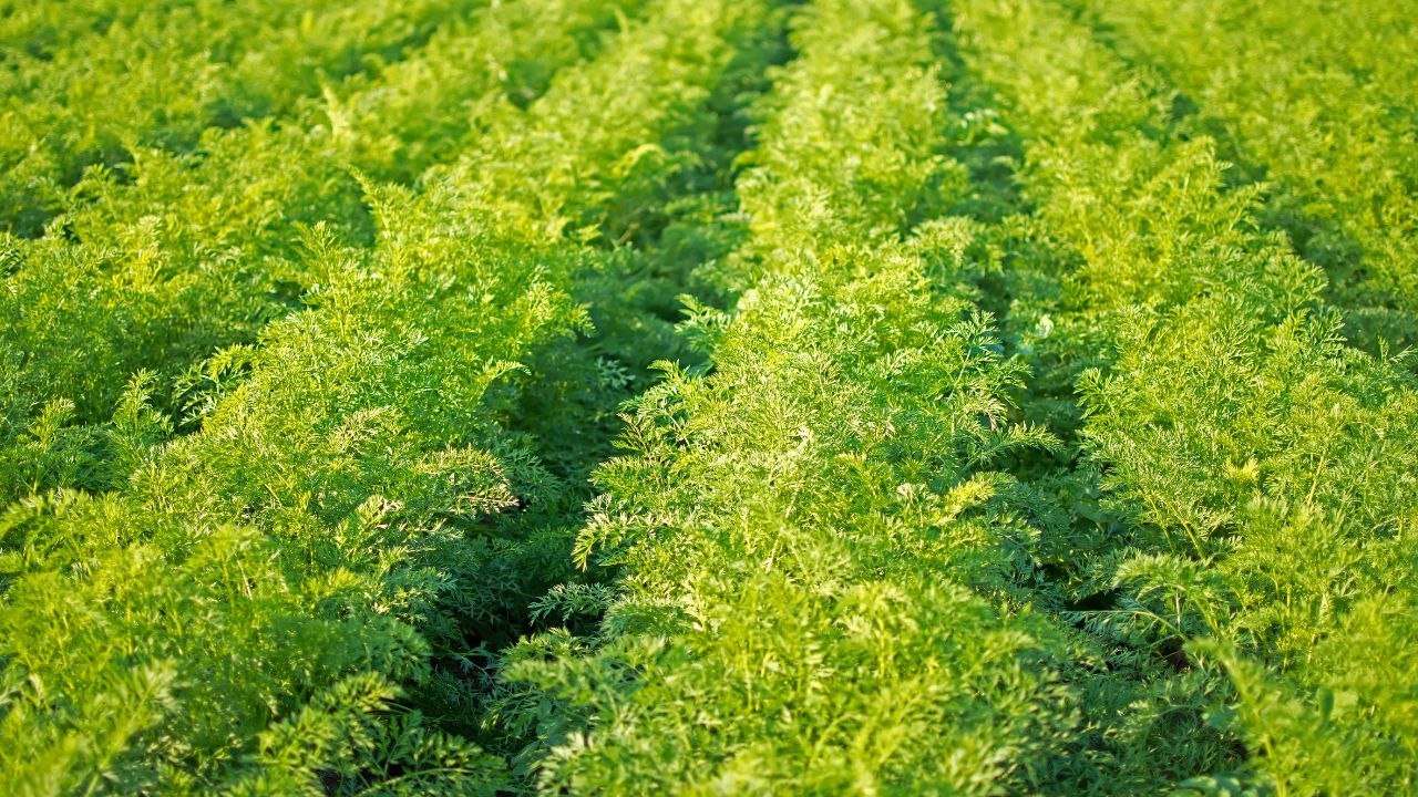 A pre-season checklist to keep your seed drill in top shape
