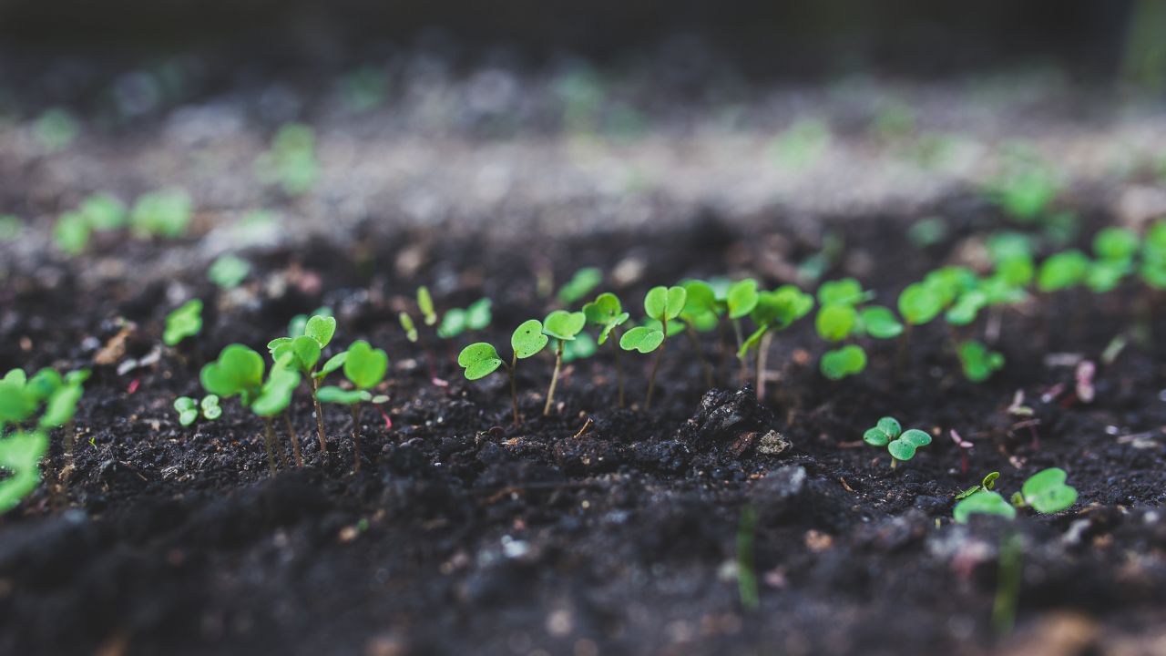 Small seeds, big impact: mastering depth and spacing for consistent crops