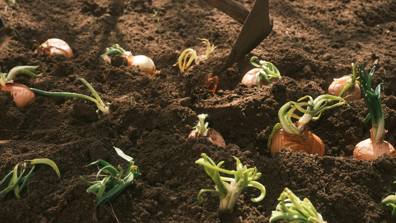 How soil type influences your seed drill settings: getting it right every time